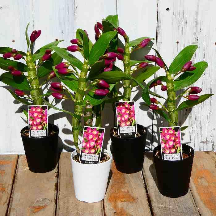 Amazon | 蘭 デンドロビューム 3号鉢 グレートウェーブ ラッキー